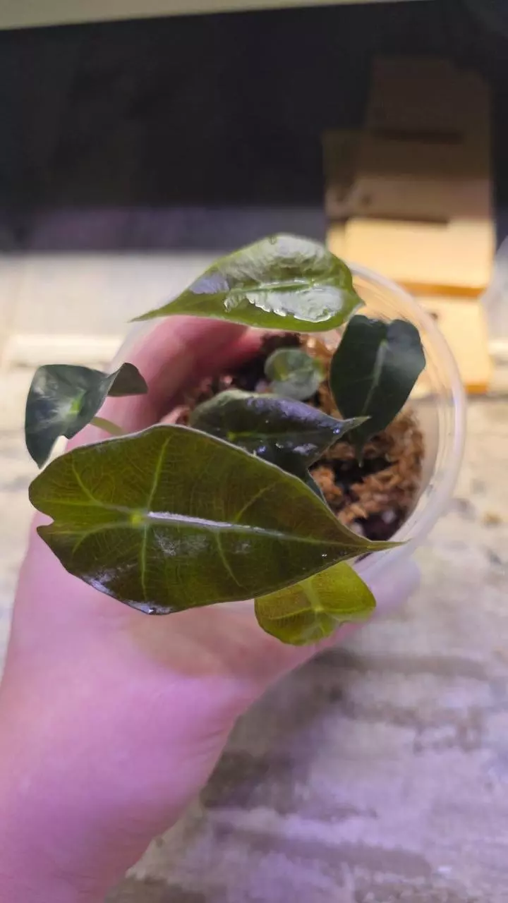 Alocasia Polly (4 Pups in 1 pot) thumbnail