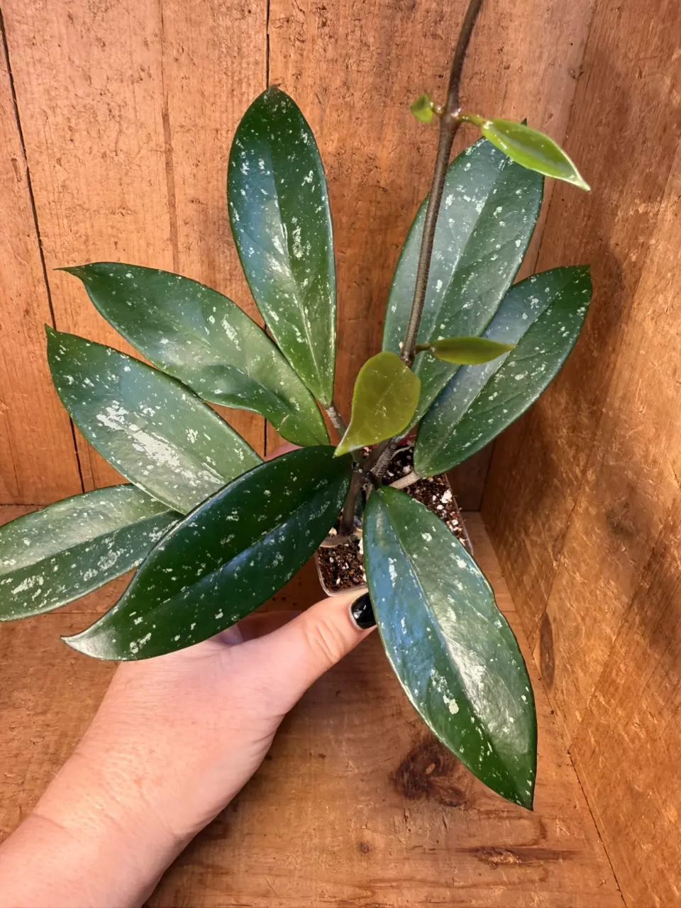 421 Hoya pubicalyx ‘Royal Hawaiian Princess’ thumbnail