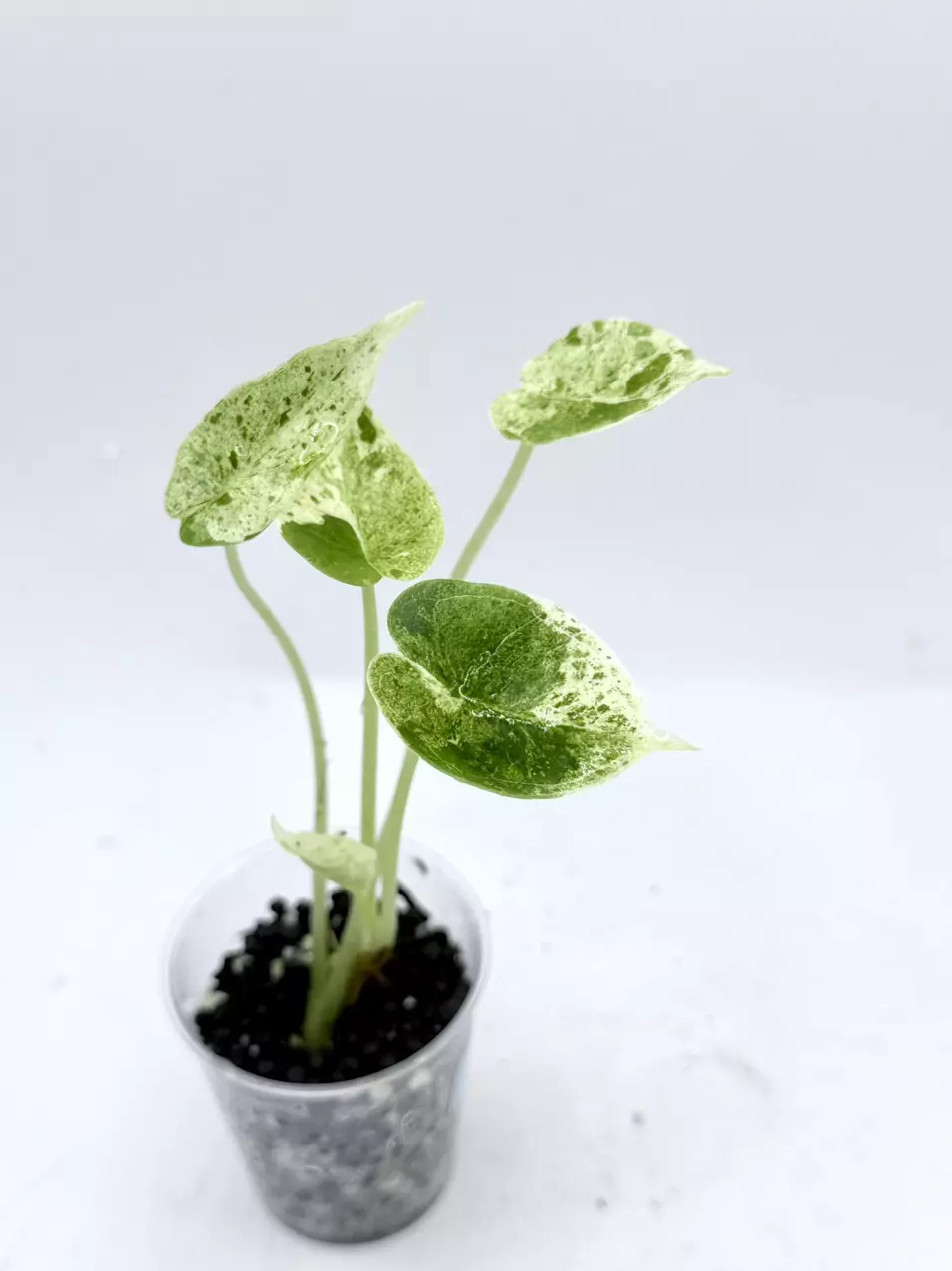 Alocasia Dragonscale Mint thumbnail
