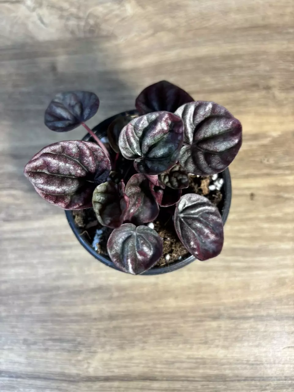 Peperomia Schumi Red 3” thumbnail
