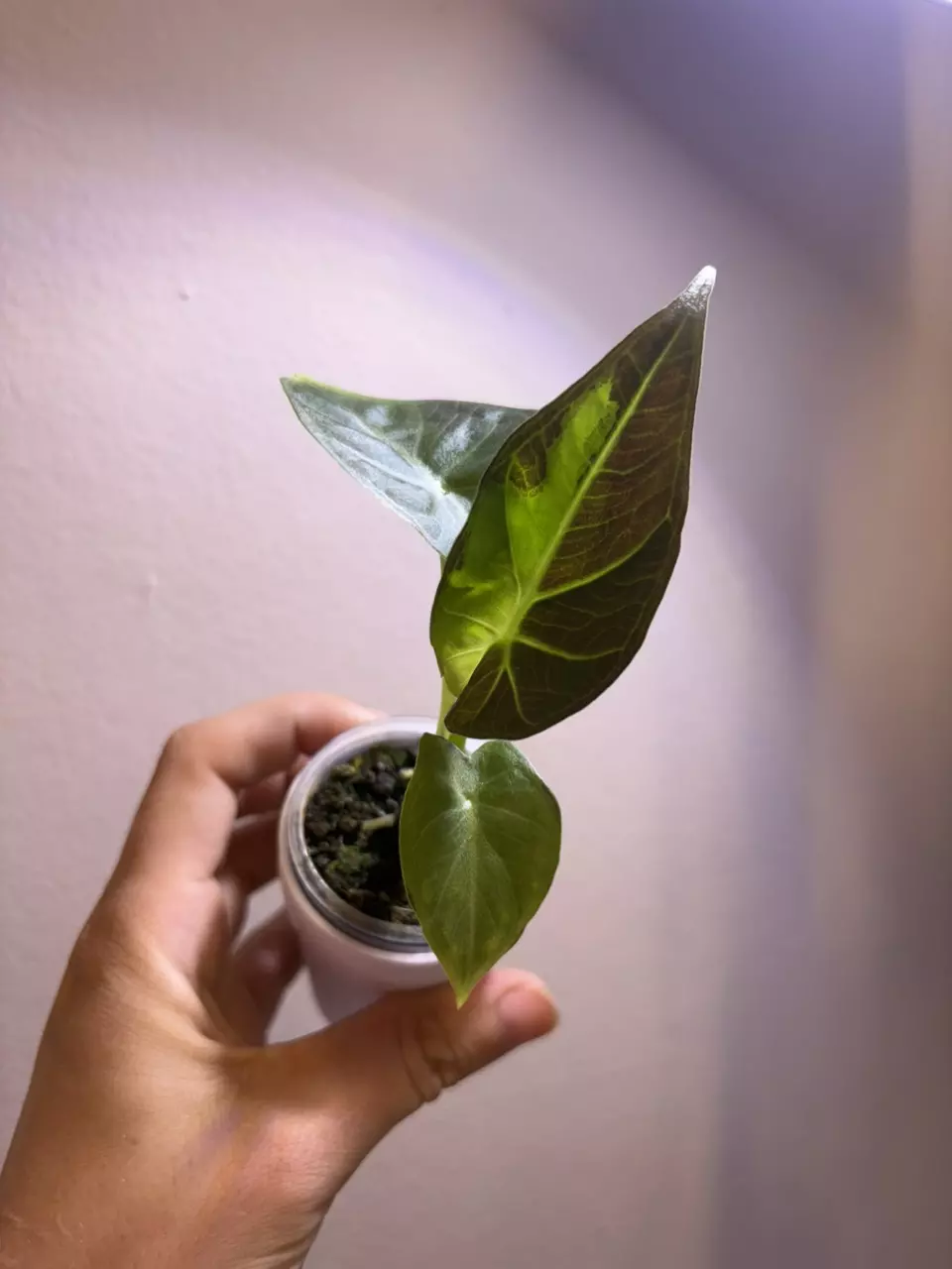 ✨Alocasia Regal Shield GoG✨ thumbnail