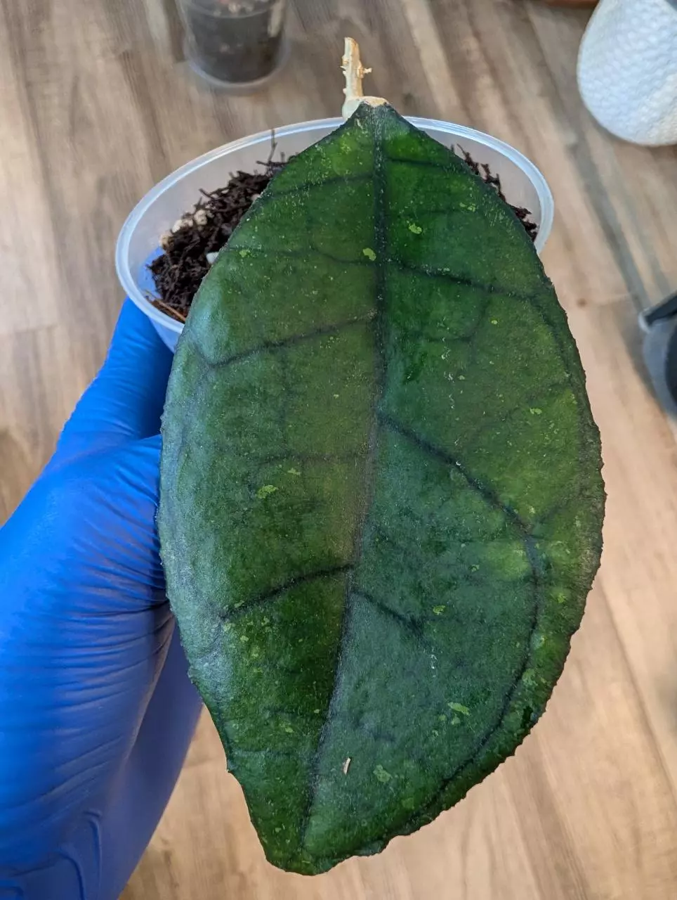 Hoya Finlysonii "Big Leaf" thumbnail