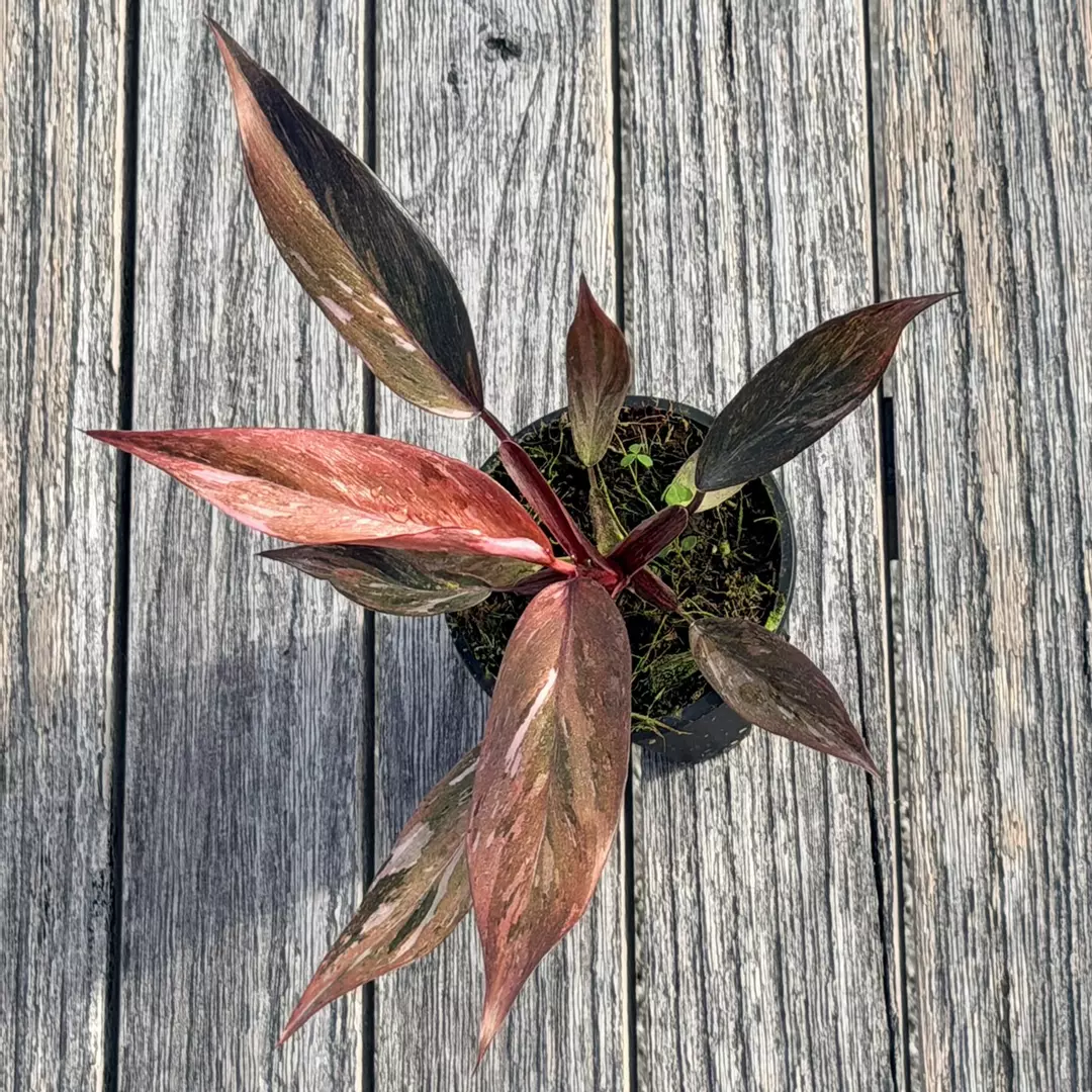 Philodendron Fire phoenix thumbnail