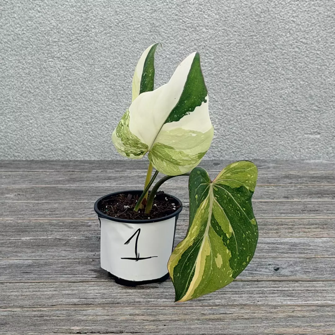 Variegated gloriosum type 2 thumbnail