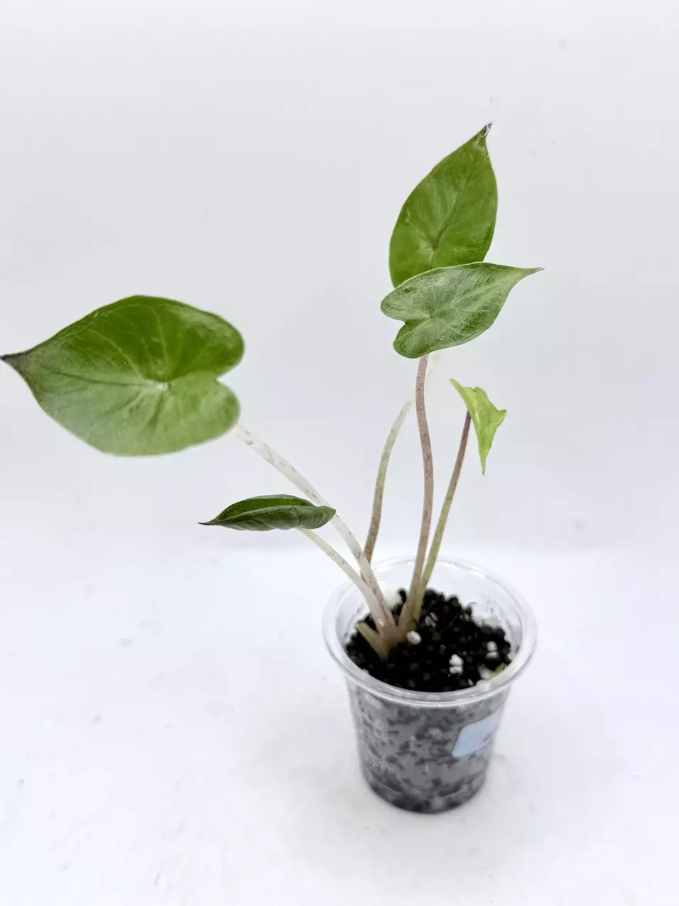 Alocasia Yucatan Princess thumbnail