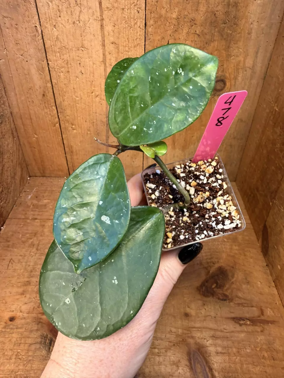 478 Hoya SMS ‘Owen’ thumbnail