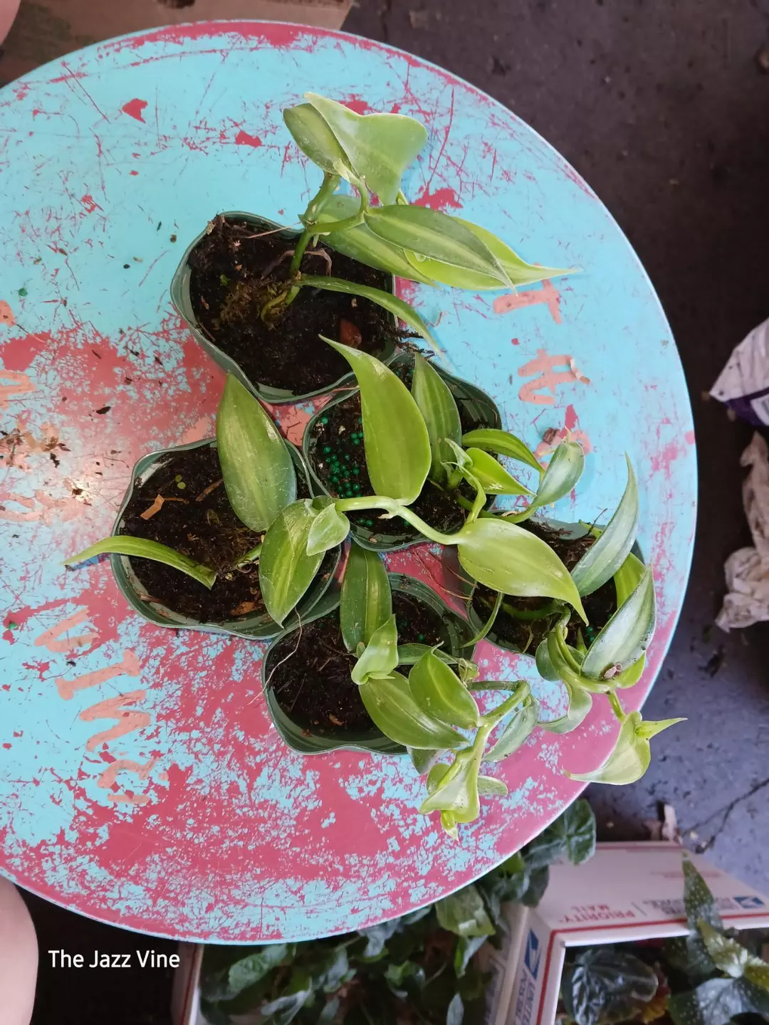 Variegated vanilla orchid thumbnail