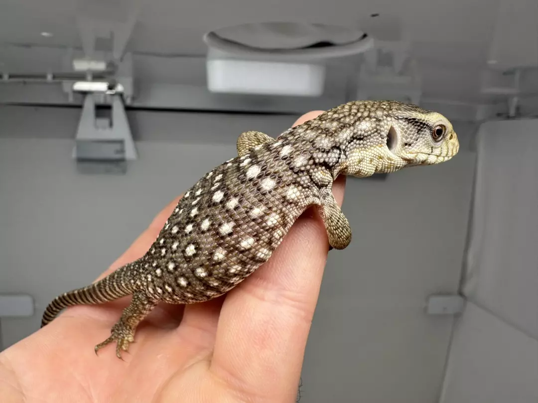 Savannah Monitor thumbnail