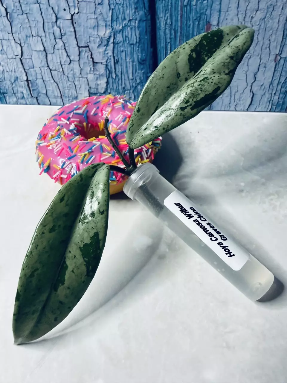 Hoya Carnosa Wilbur Graves China ✨SUPER SPLASHY MINTY SILVER COLOR✨ thumbnail