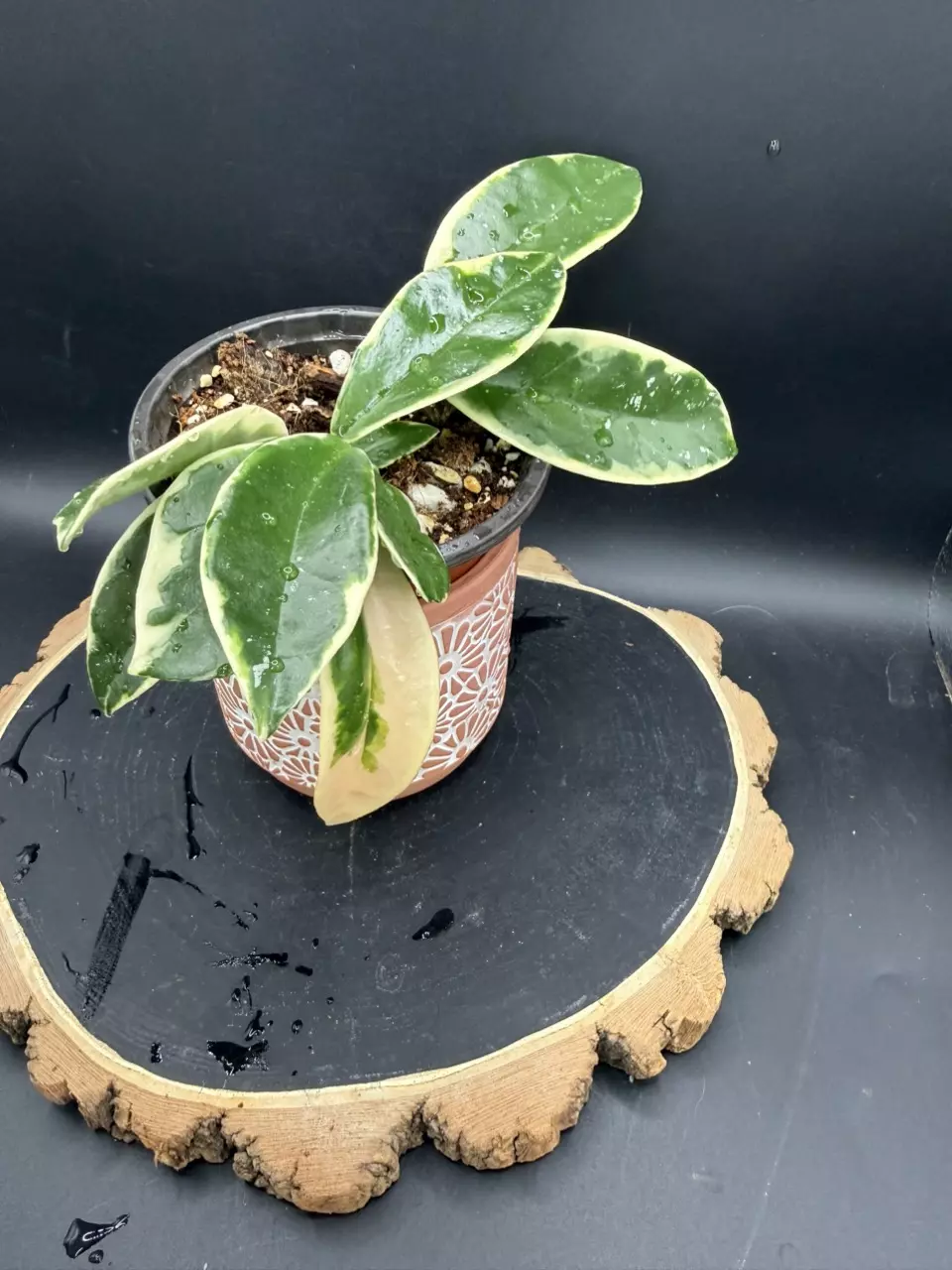 Hoya Carnosa Outer Variegated 👸 #20 thumbnail