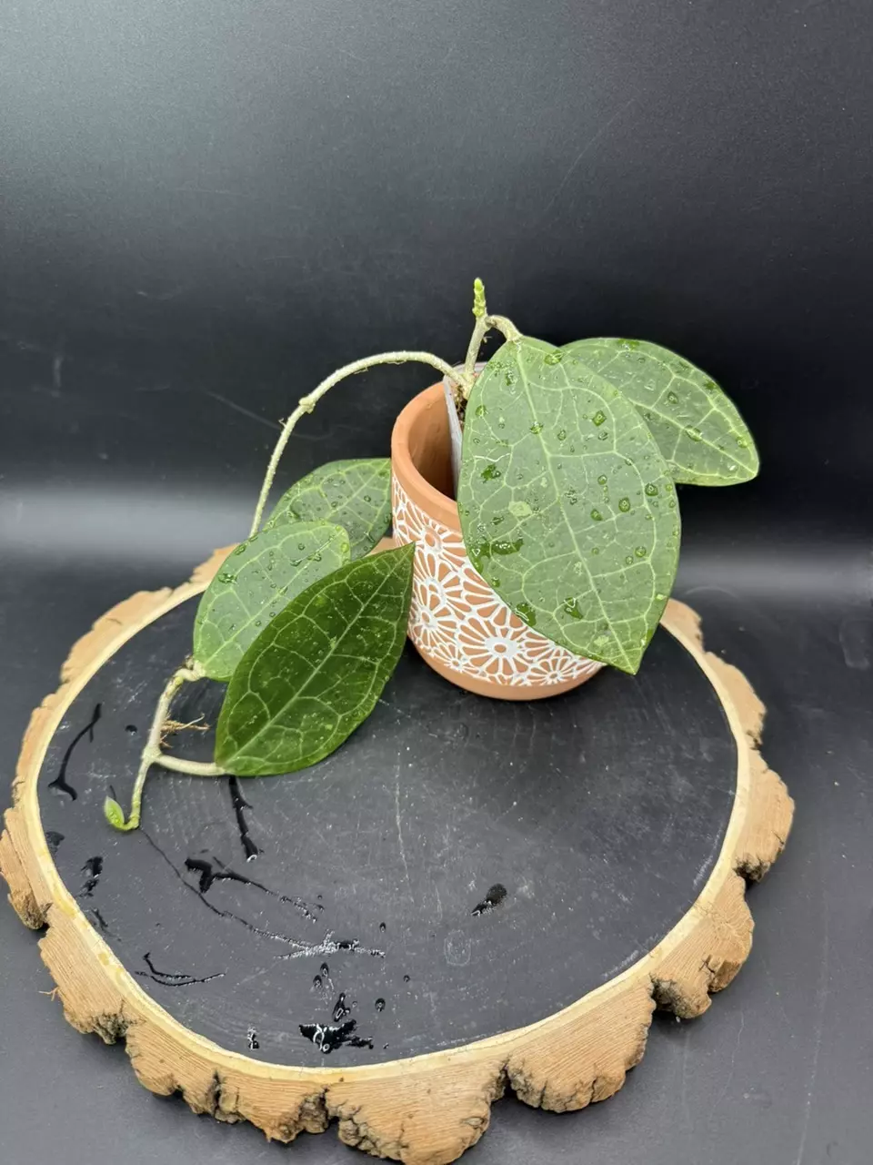 Hoya Elliptica #280 thumbnail