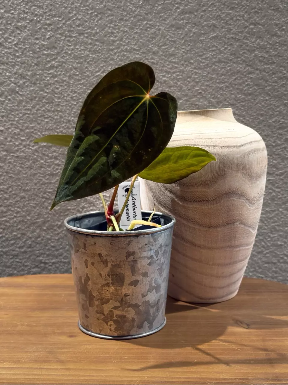 0433 Anthurium Prismatic thumbnail