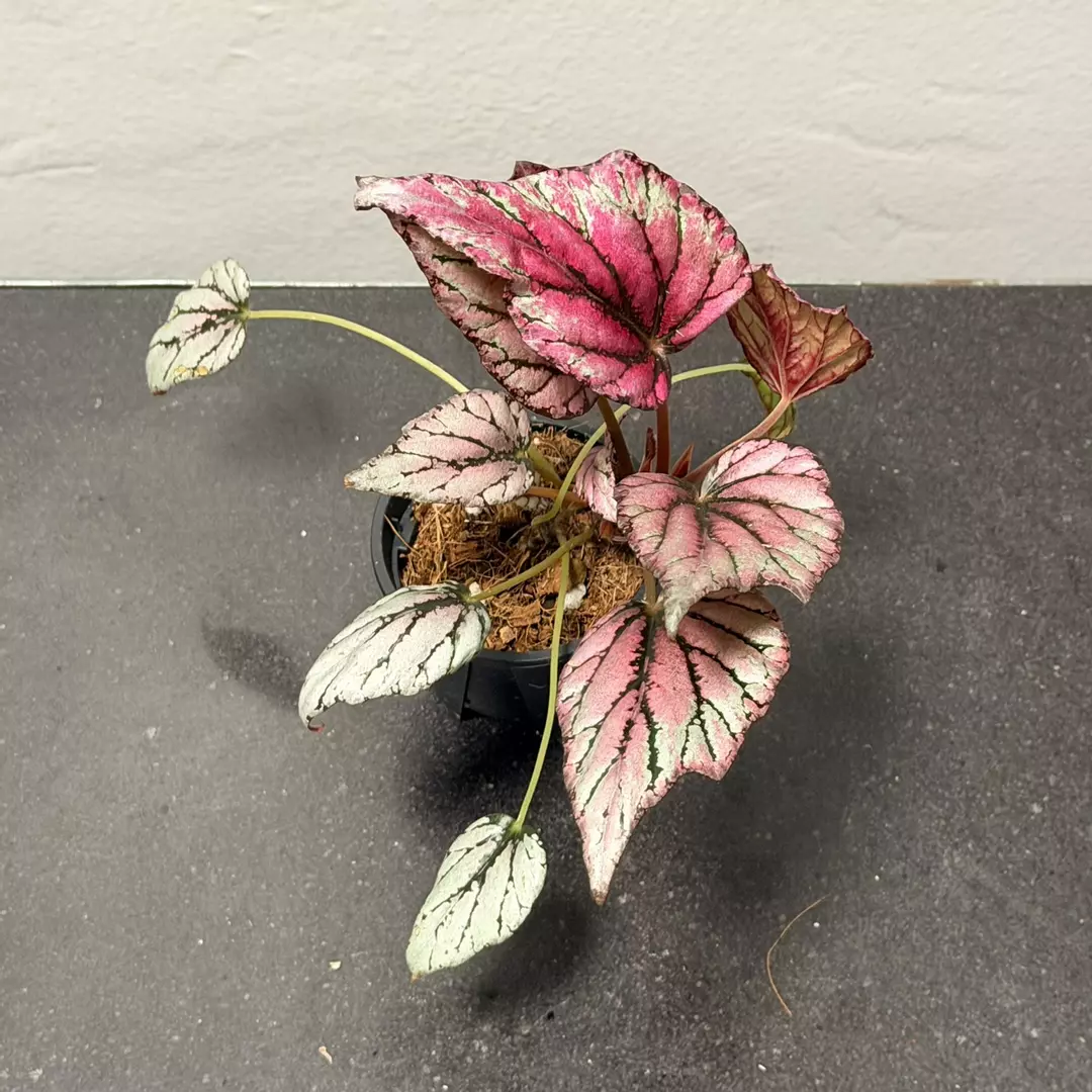 Begonia Rex thumbnail