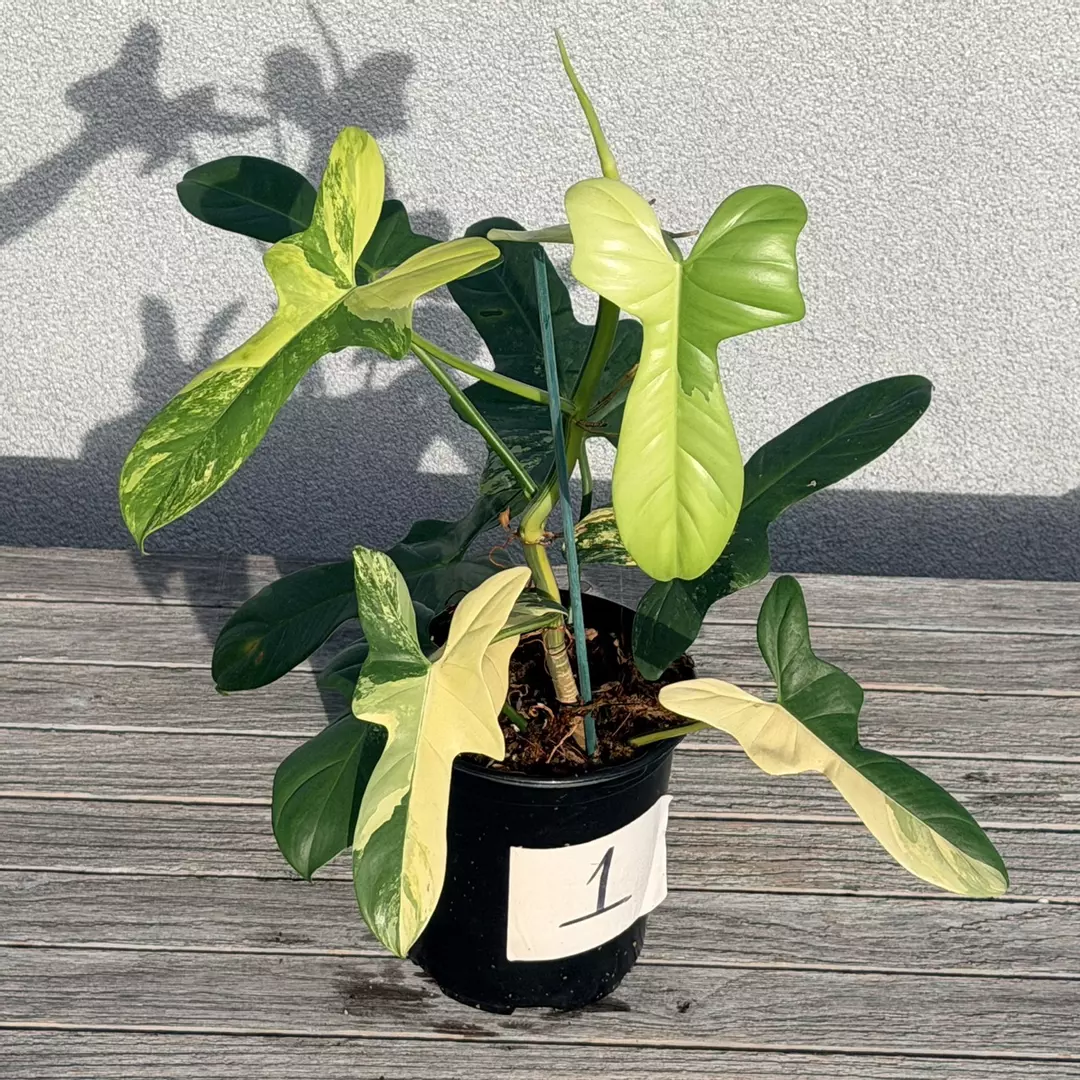 Large variegated bipennifolium thumbnail