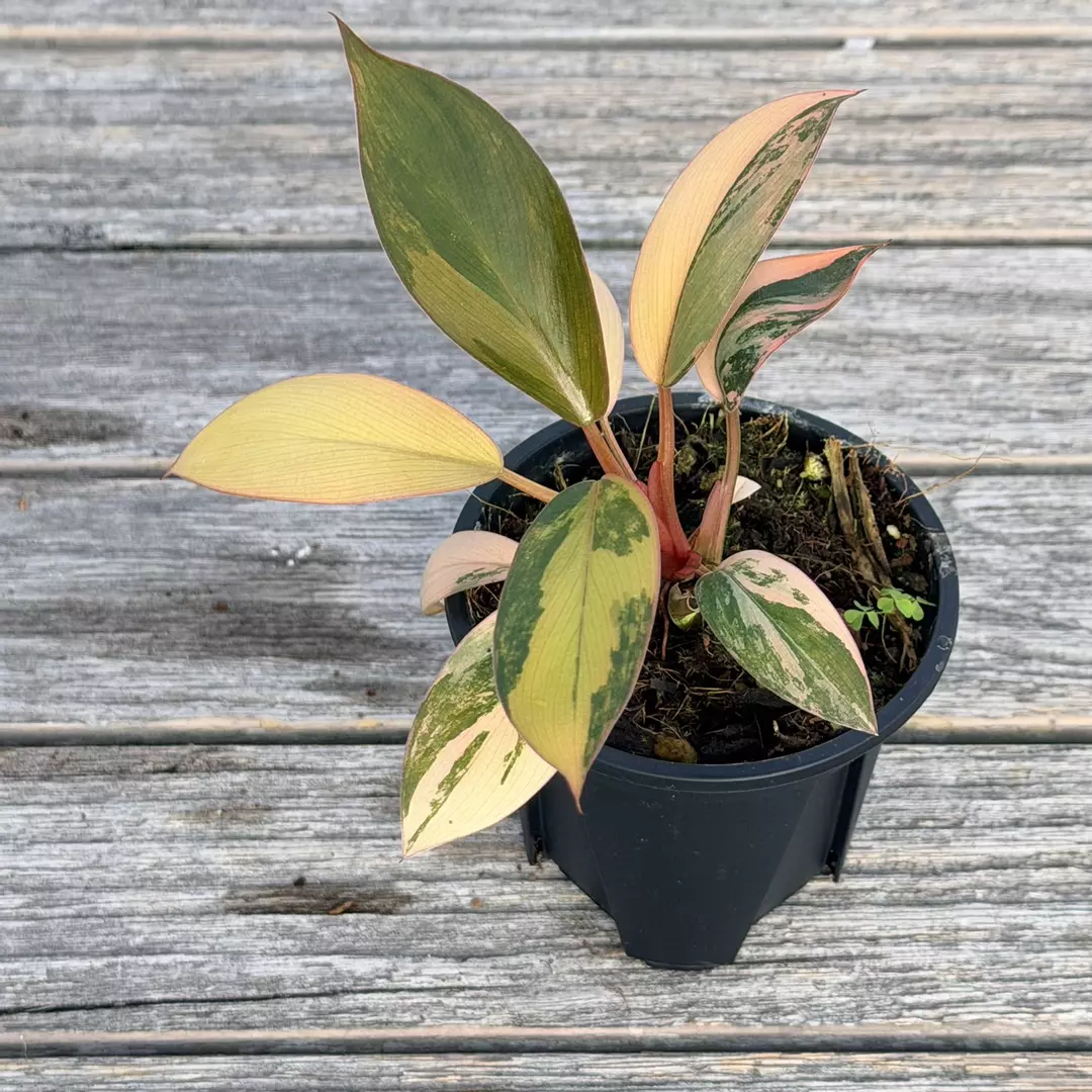 Variegated red Congo thumbnail