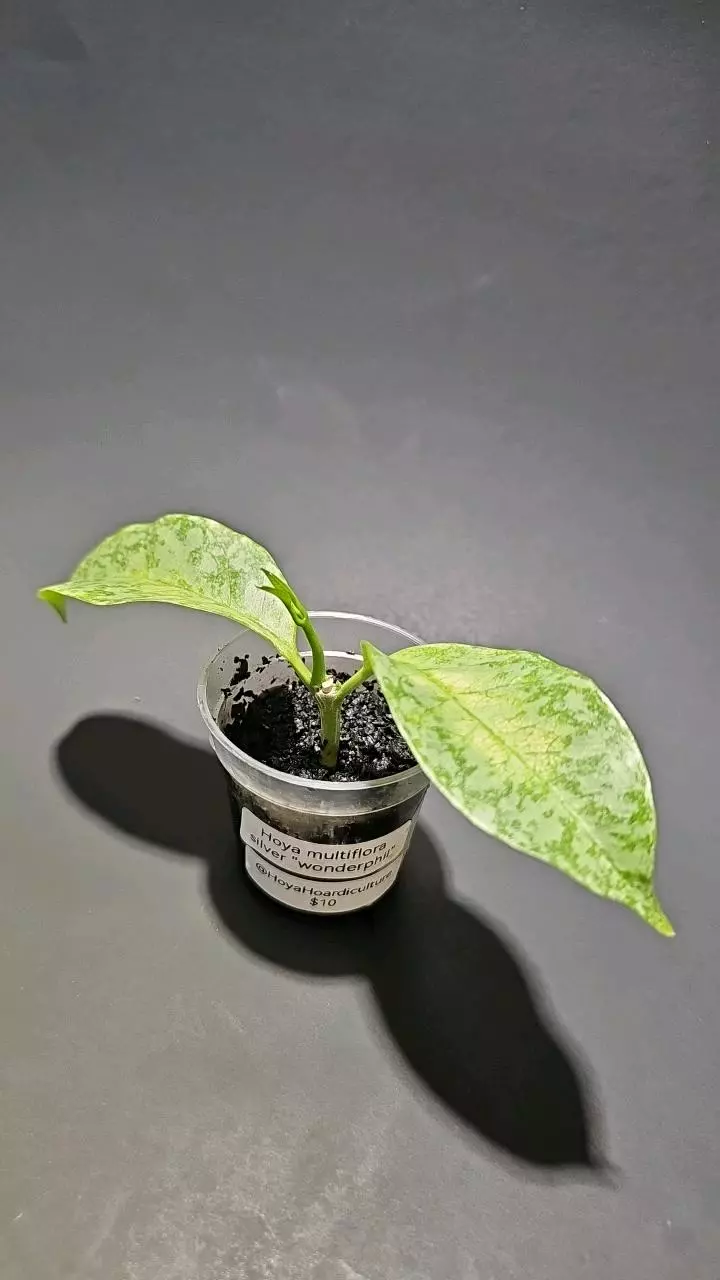 Hoya multiflora silver thumbnail