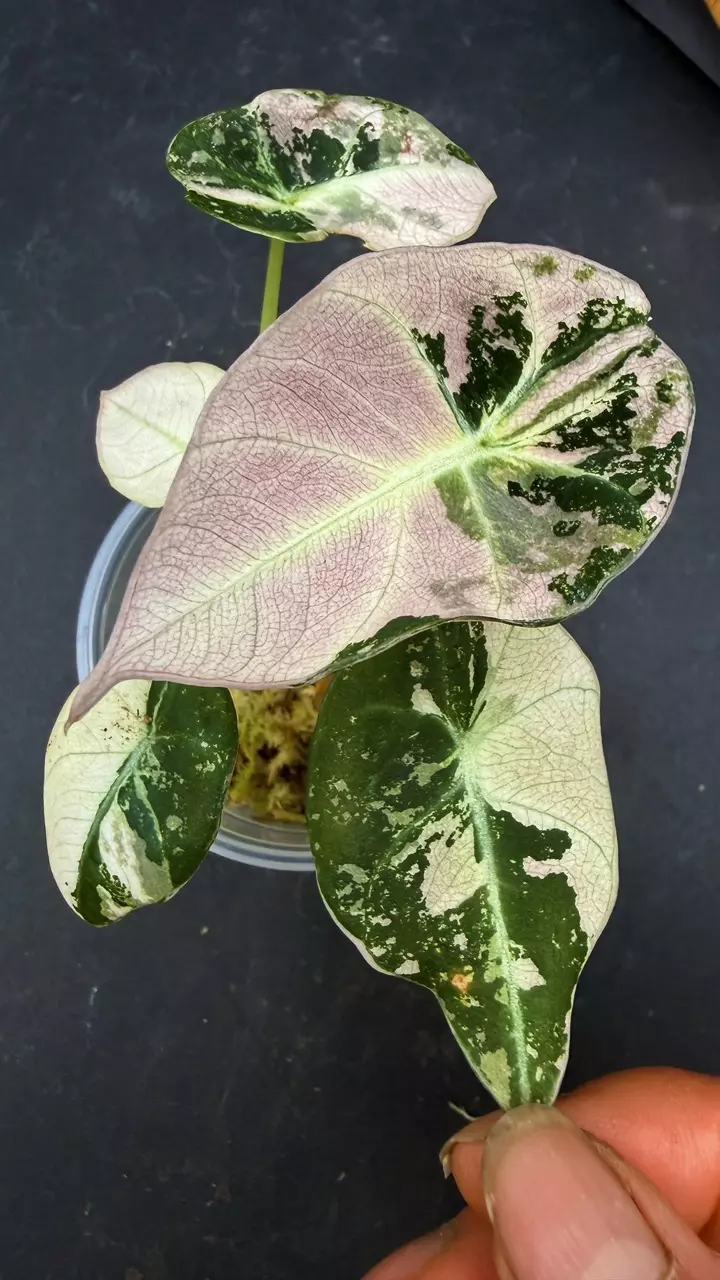 Alocasia Black Velvet Pink thumbnail