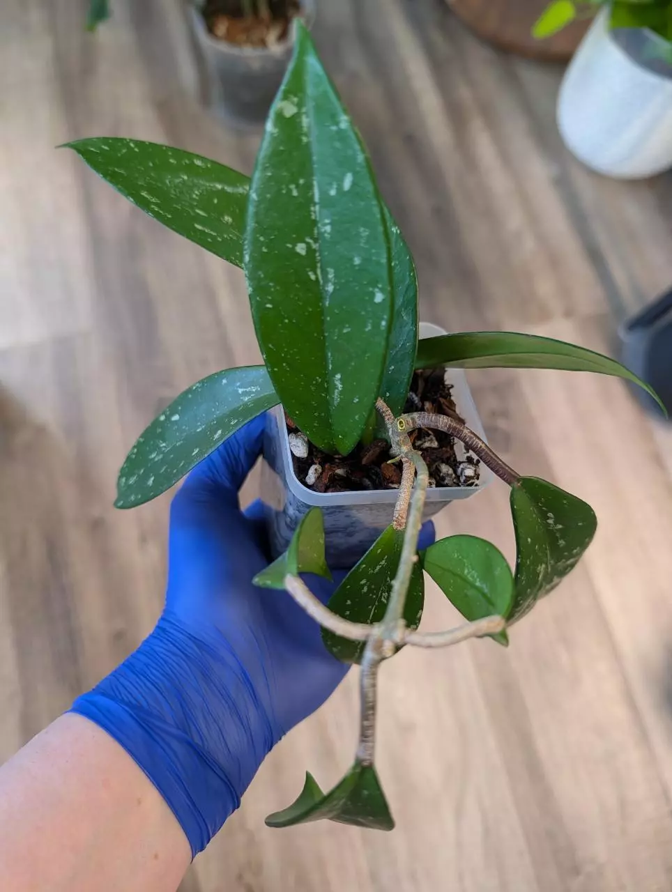 Hoya Pubicalyx thumbnail