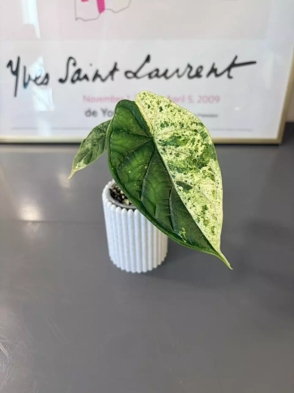 Alocasia Varigated Dragon Scale Mint thumbnail