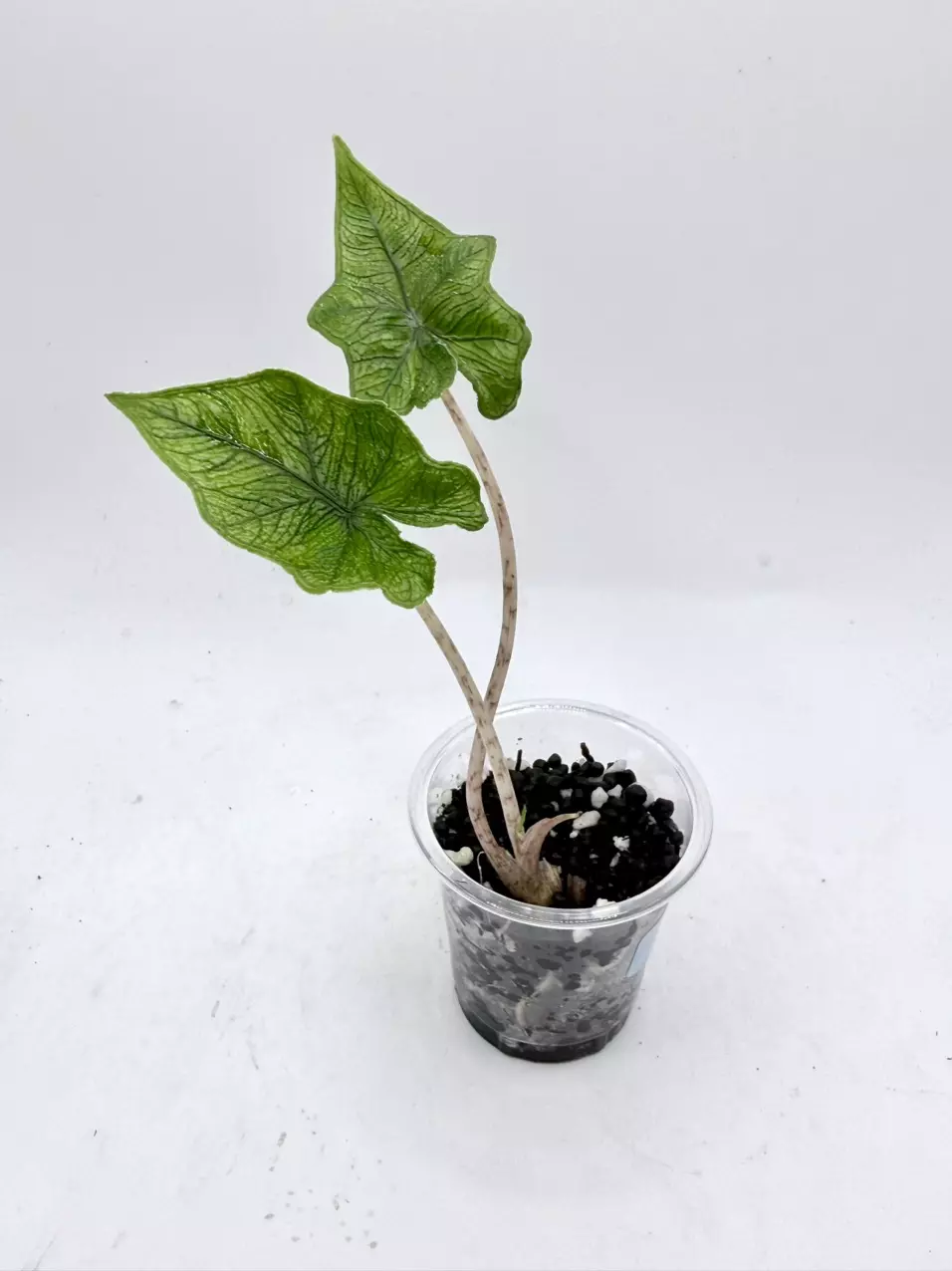 Alocasia Jacklyn. TC grown aurea mother thumbnail