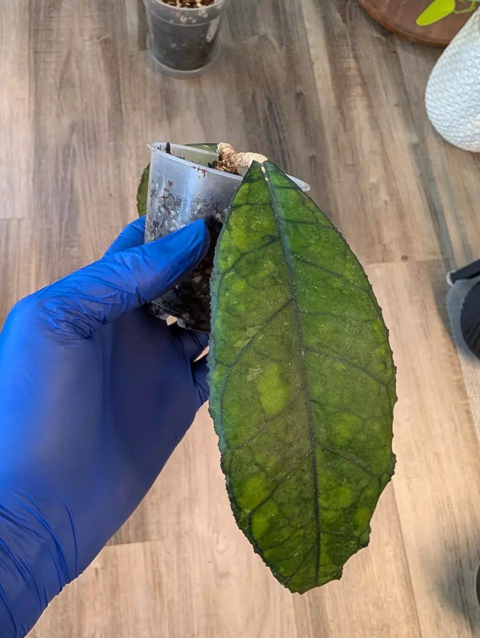 Hoya Finlysonii "Big Leaf" thumbnail