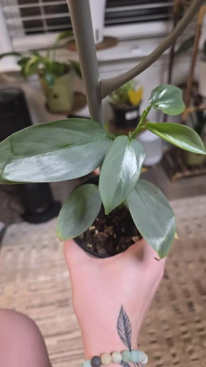 Philodenron Silver Sword thumbnail