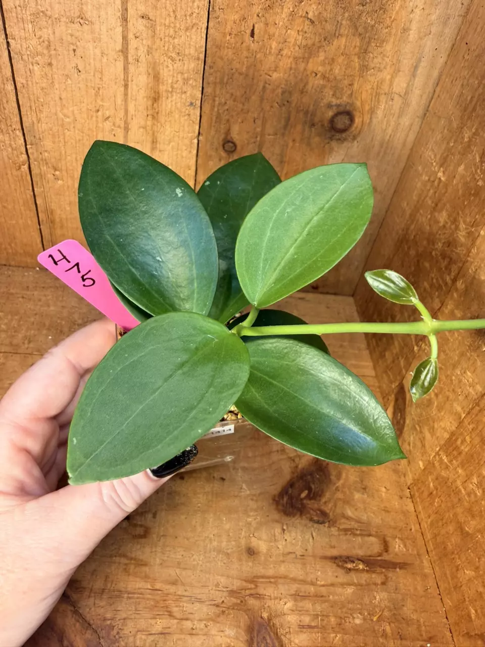 475 Hoya MB-1414 thumbnail