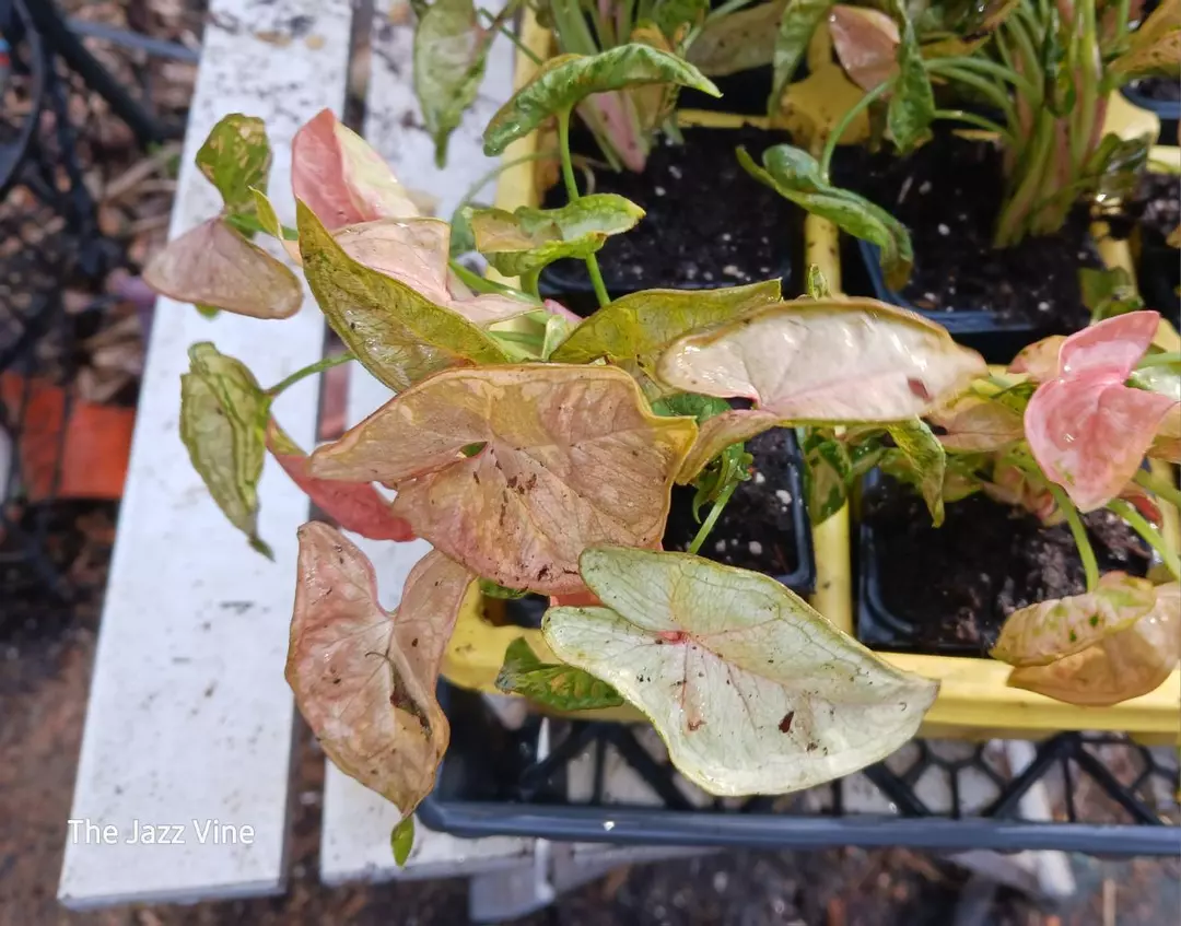 Syngonium pink chameleon thumbnail