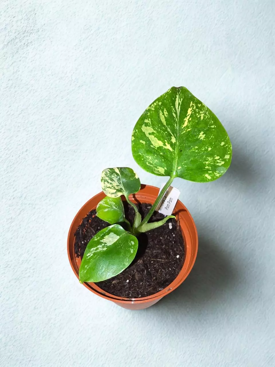 Lemon Pom Pom Monstera thumbnail