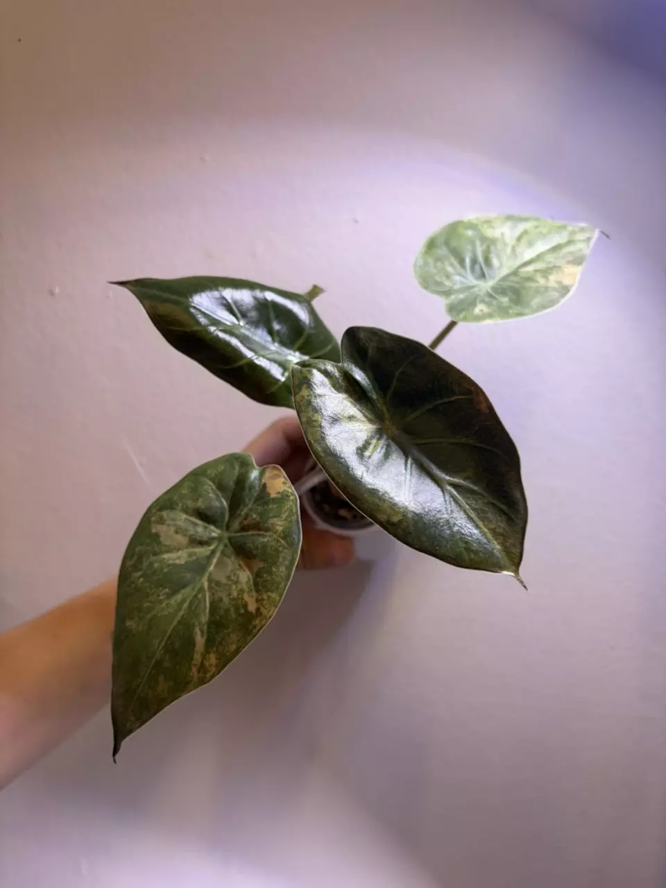 ✨Alocasia Wentii Gold/Sunset✨ thumbnail