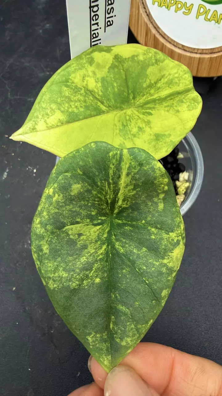 Alocasia Imperialis Nebula Aurea thumbnail