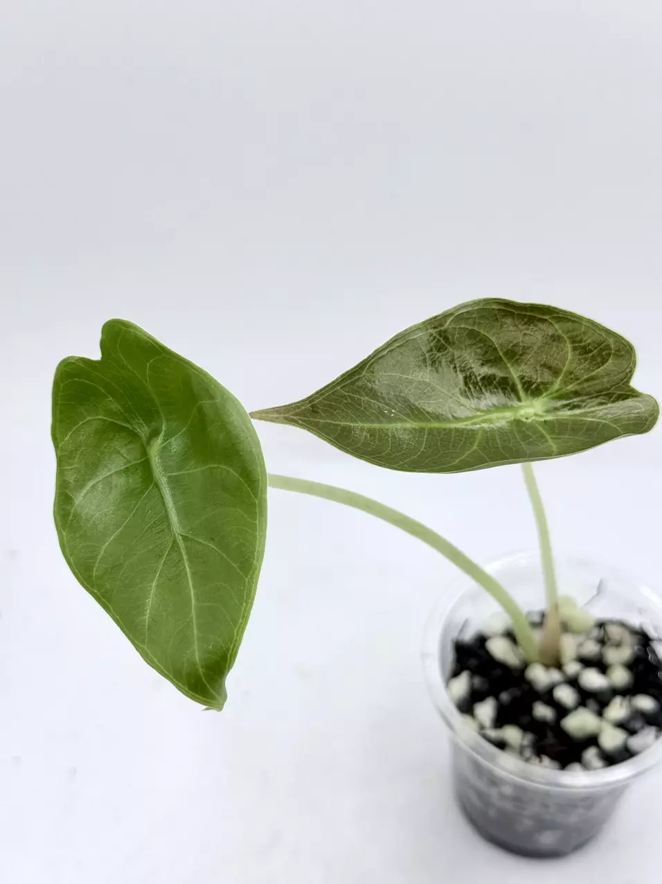Alocasia Sedenii. TC grown from Aurea mother thumbnail