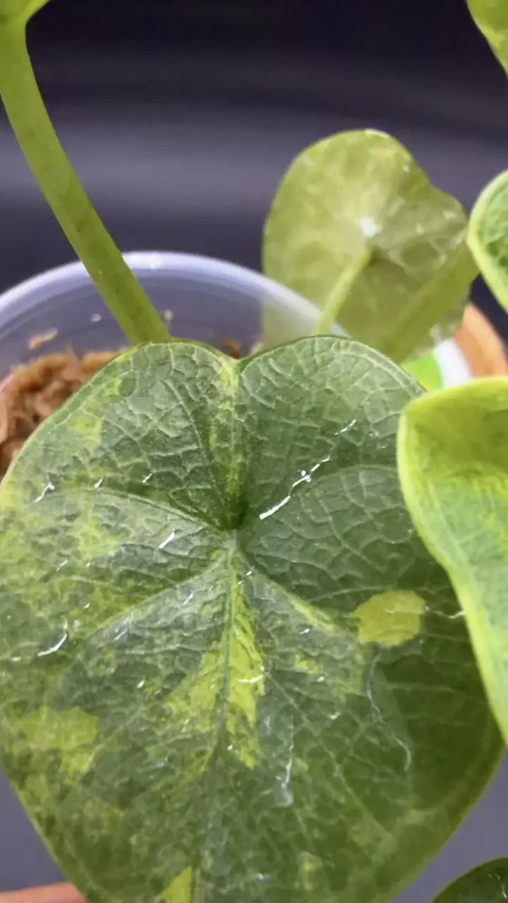 Alocasia Melo Aurea thumbnail
