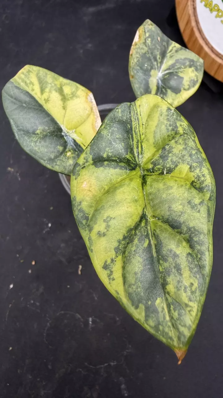 Alocasia Silver Dragon Aurea thumbnail