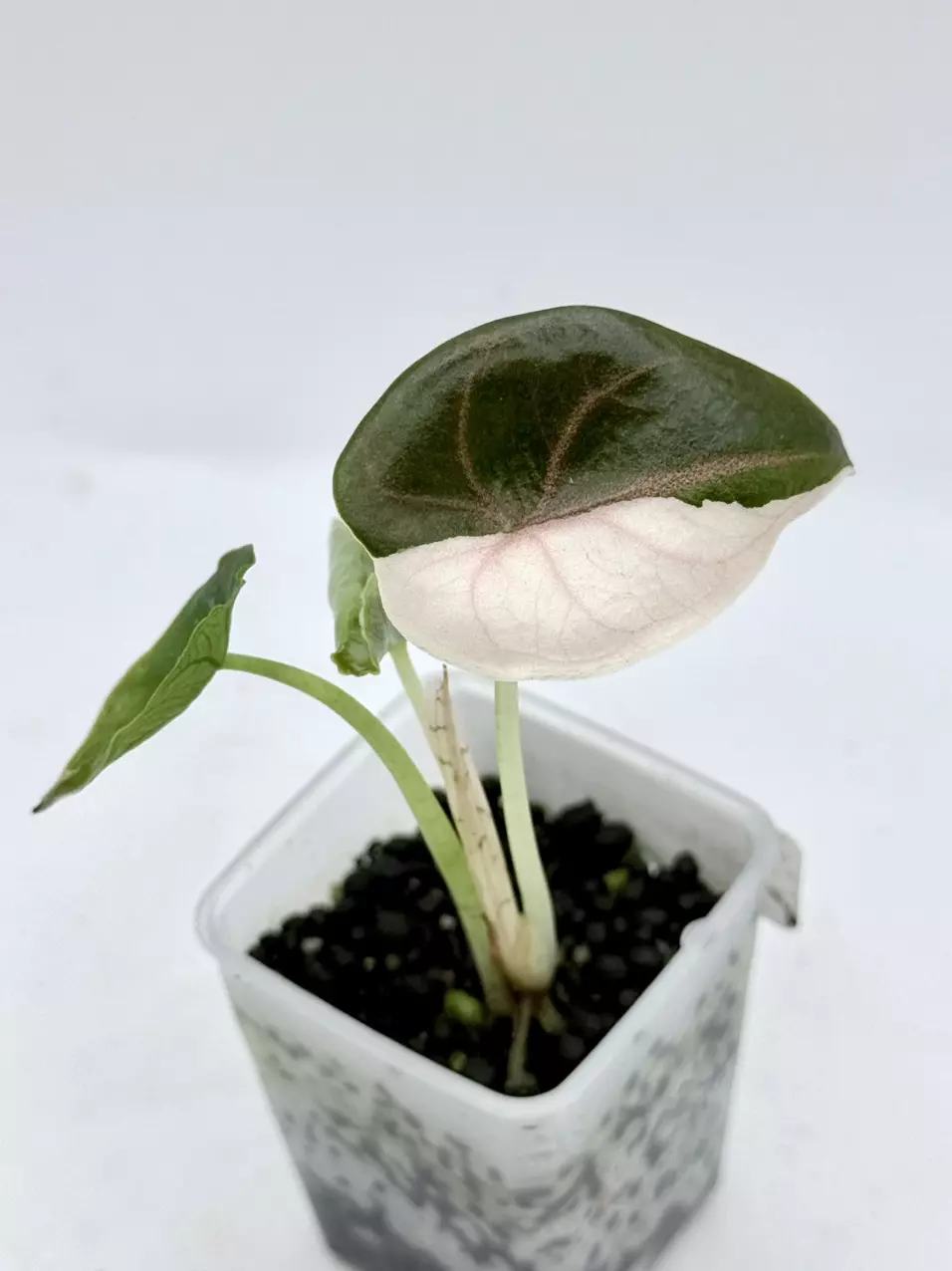 Alocasia Azlanii Pink Albo! New leaf looks like it will have similar var thumbnail