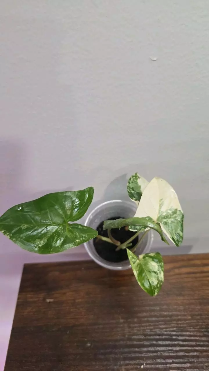 Syngonium Albo 635 thumbnail