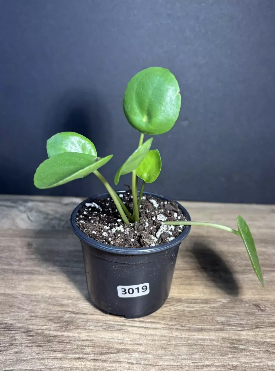 Pilea Peperomioides - Chinese Money Plant 3” 3019 thumbnail