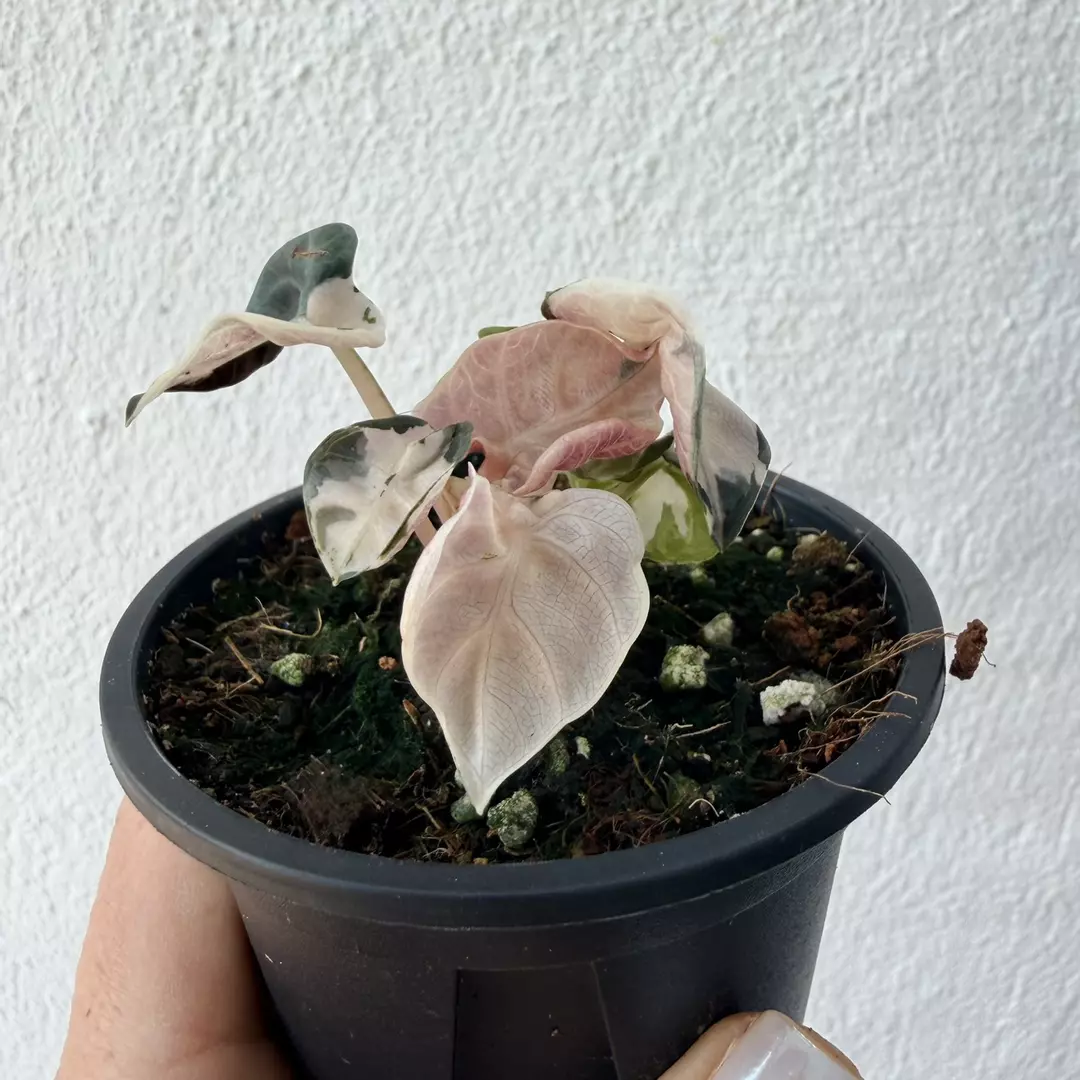 Pink balloon heart thumbnail