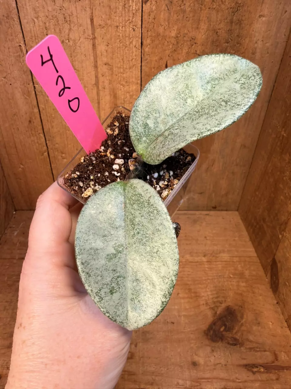 420 Hoya carnosa ‘Nova Ghost’ thumbnail