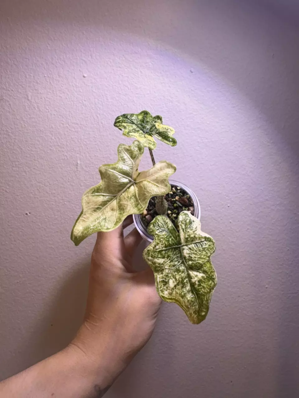 ✨Alocasia Jaclyn Mystic✨ thumbnail