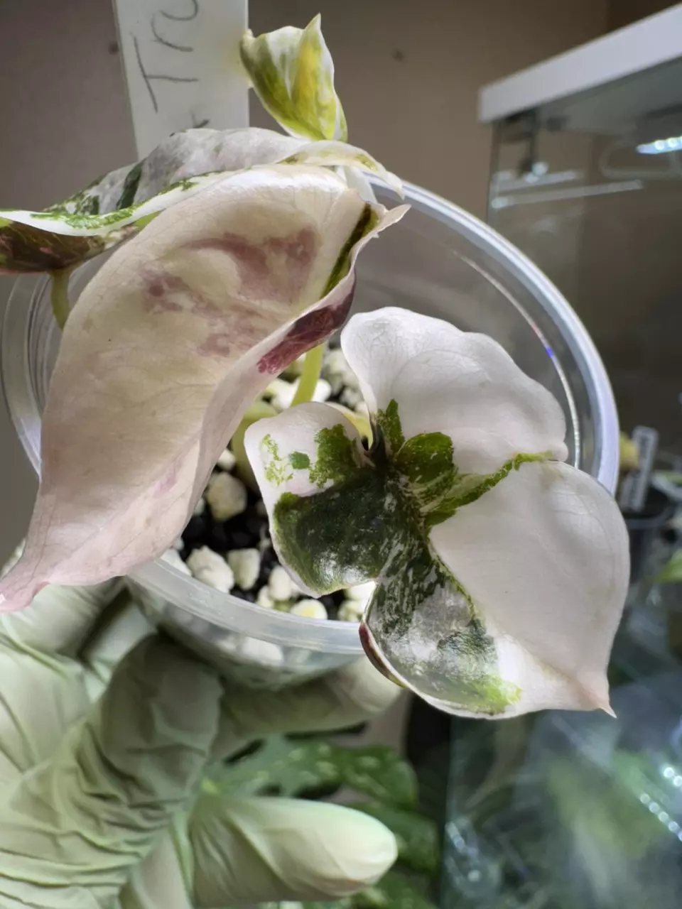 Cuprea True Pink thumbnail