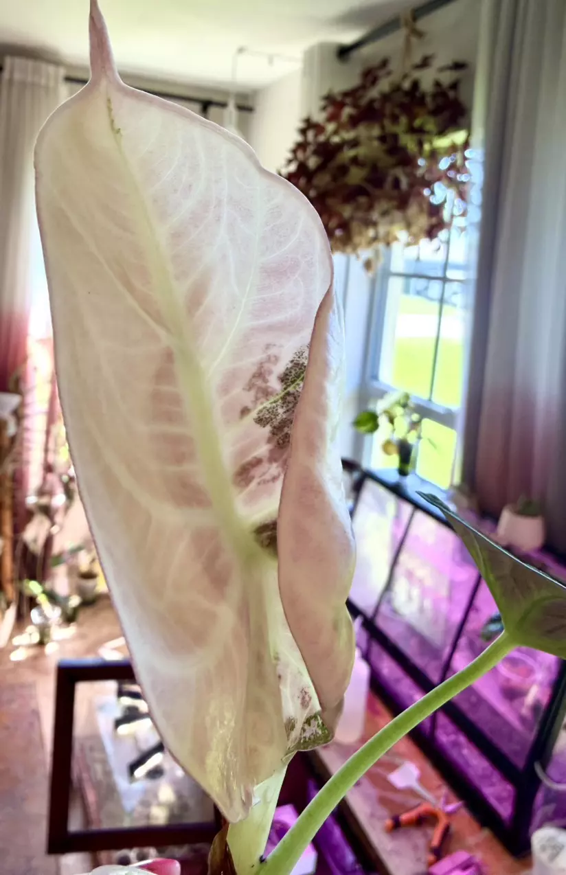 Pink Ninja Albo Alocasia thumbnail