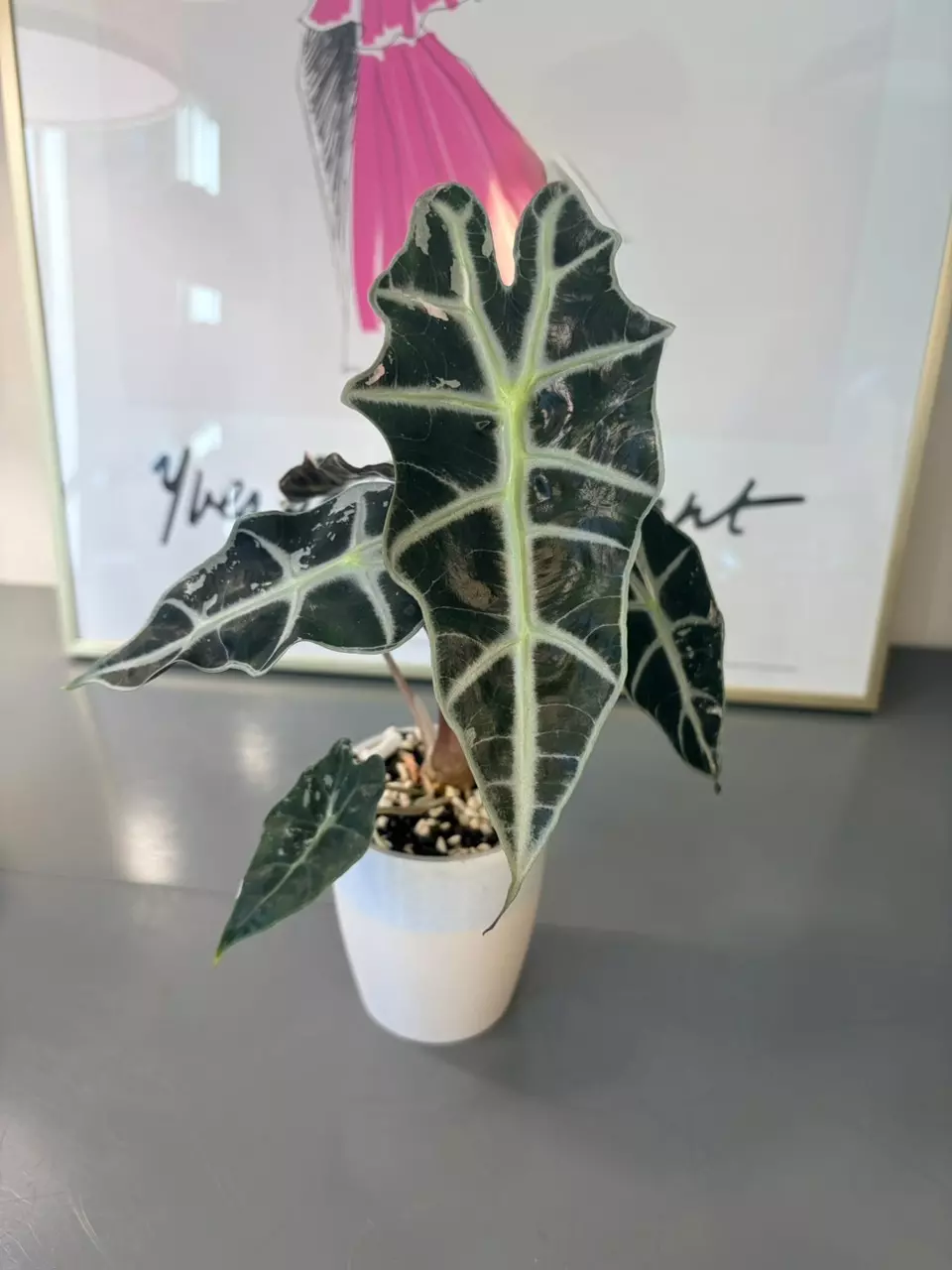 Variegated Alocasia Amazonica Polly Pink thumbnail