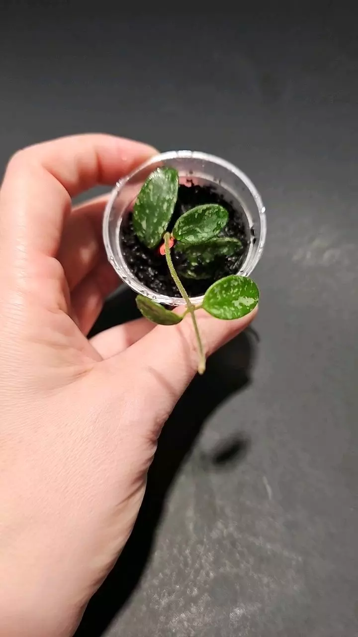 Hoya lima splash thumbnail