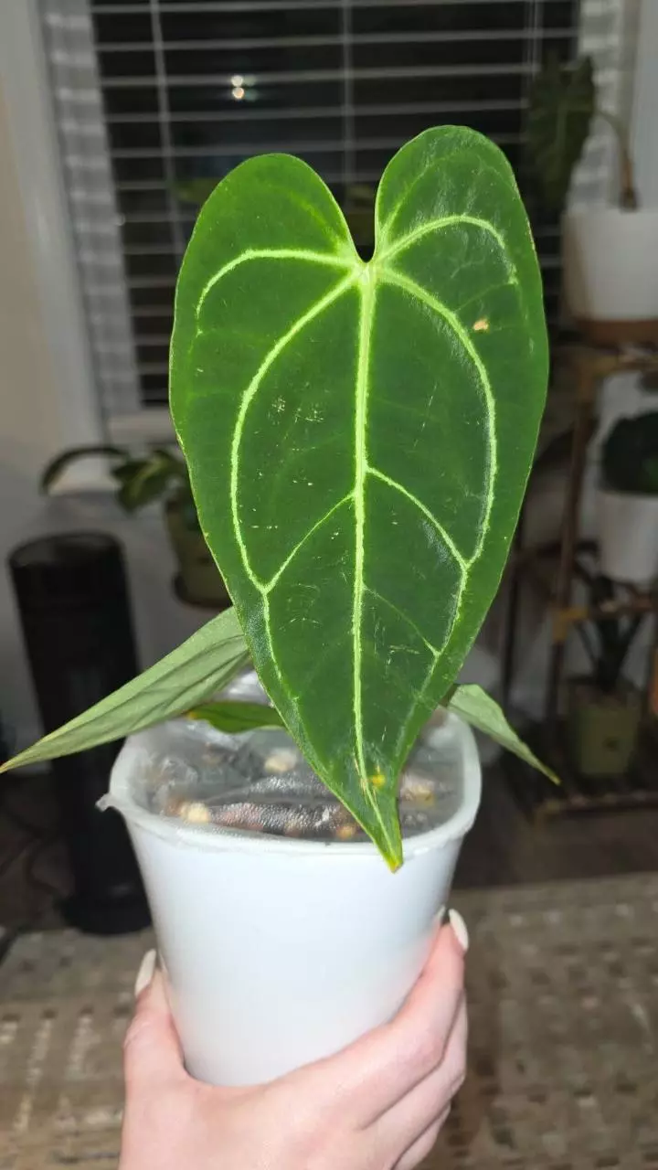 Anthurium Regale thumbnail