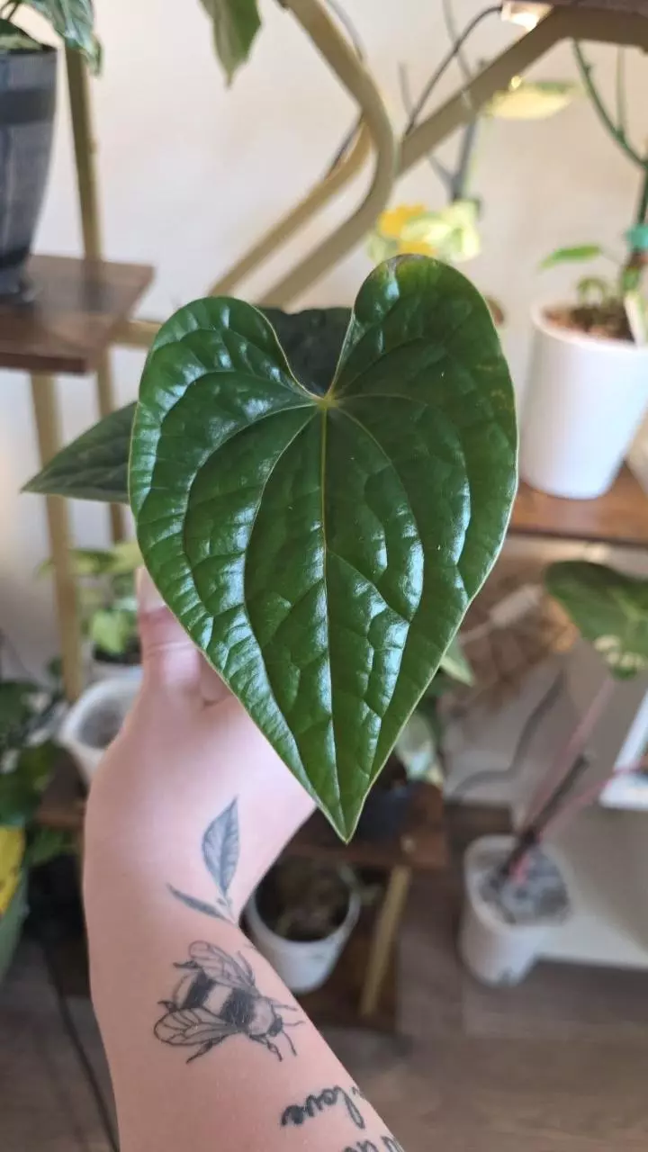 Anthurium Luxurians thumbnail