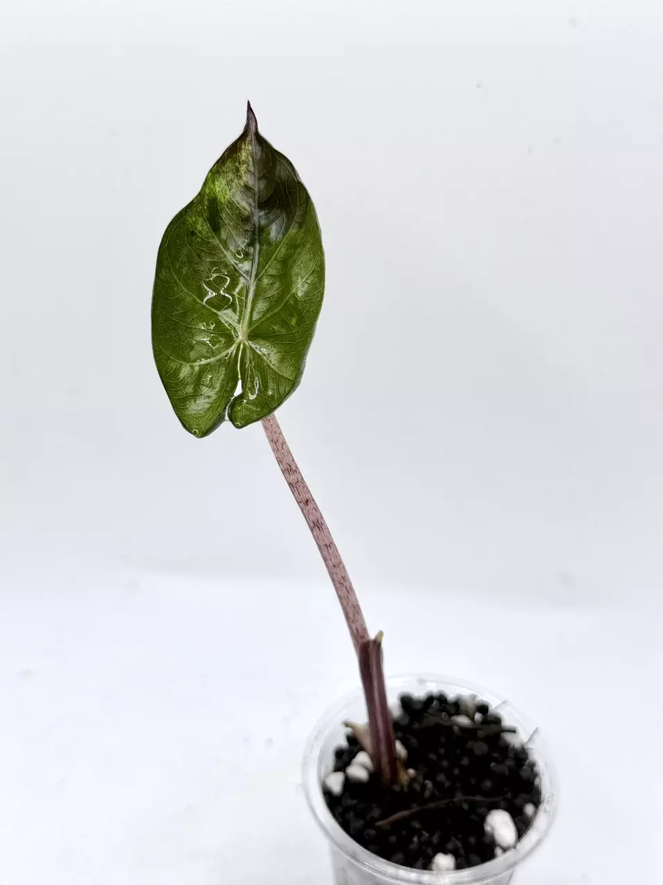 Alocasia Yucatan Queen Variegated from corm thumbnail