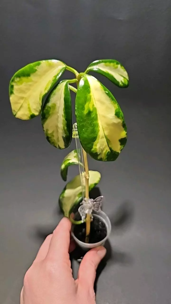 Hoya diversifolia maharani thumbnail