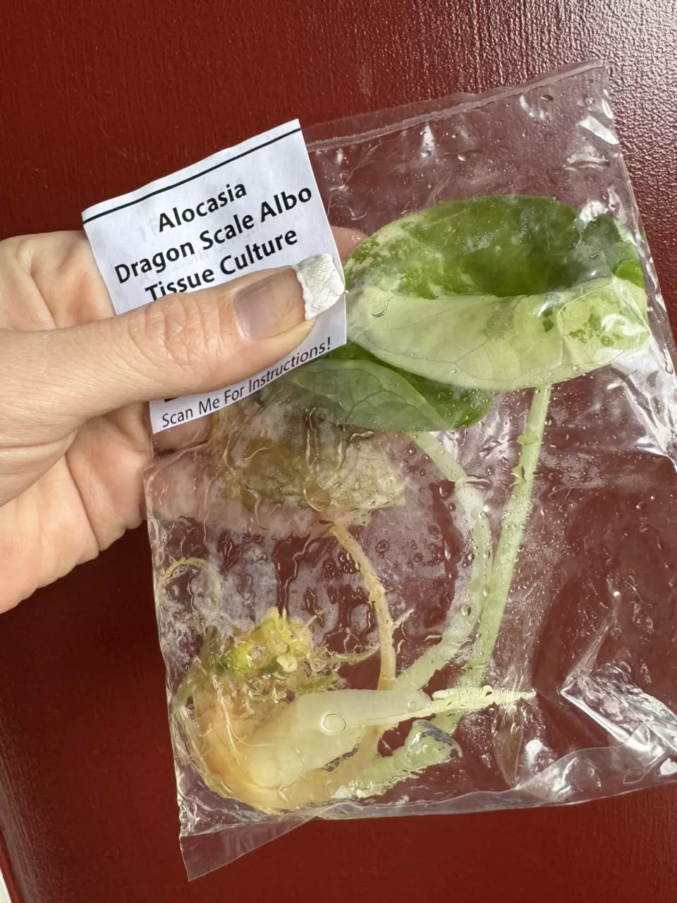 Alocasia Dragon Albo TC thumbnail