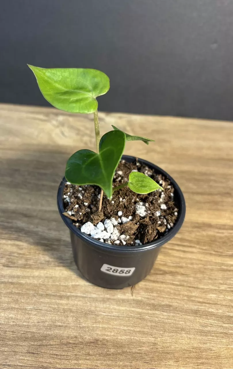 Anthurium Clarinervium 3” thumbnail